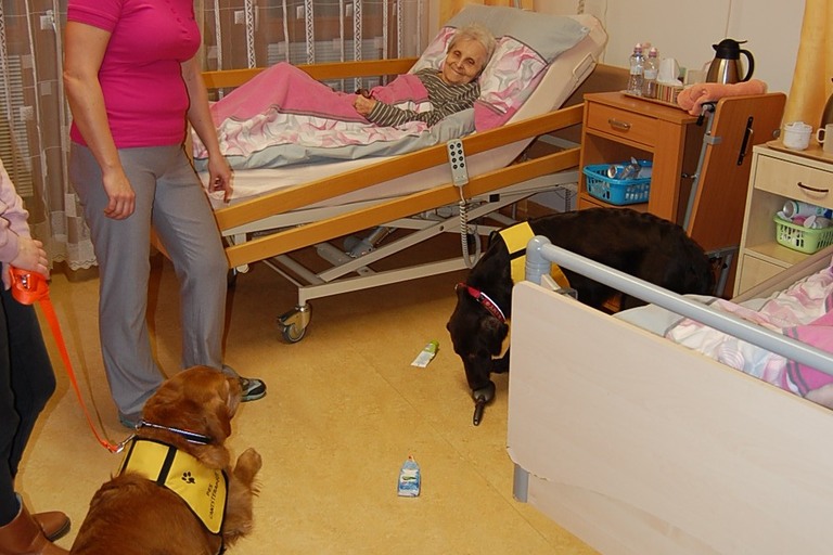 Psí pomoc v hospici a domově