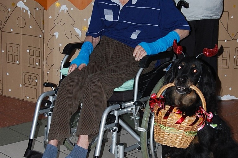 Psí pomoc v hospici a domově