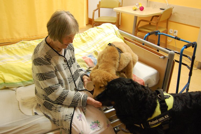 Psí pomoc klientům Diakonie ČCE - hospic CITADELA